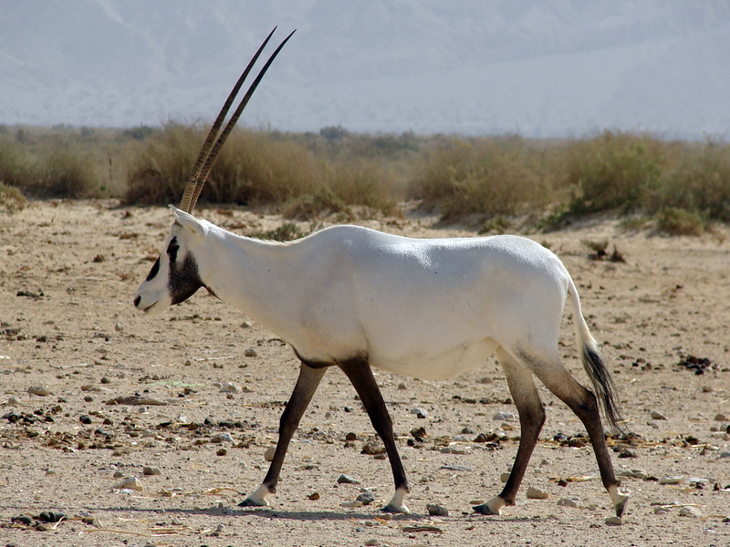 Oryx leucoryx / Arabian oryx