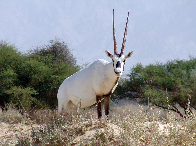 Oryx leucoryx / Arabian oryx