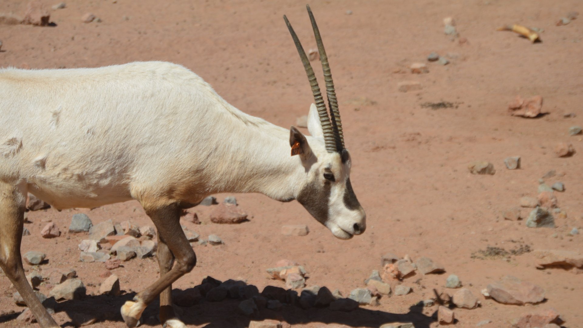 Oryx leucoryx