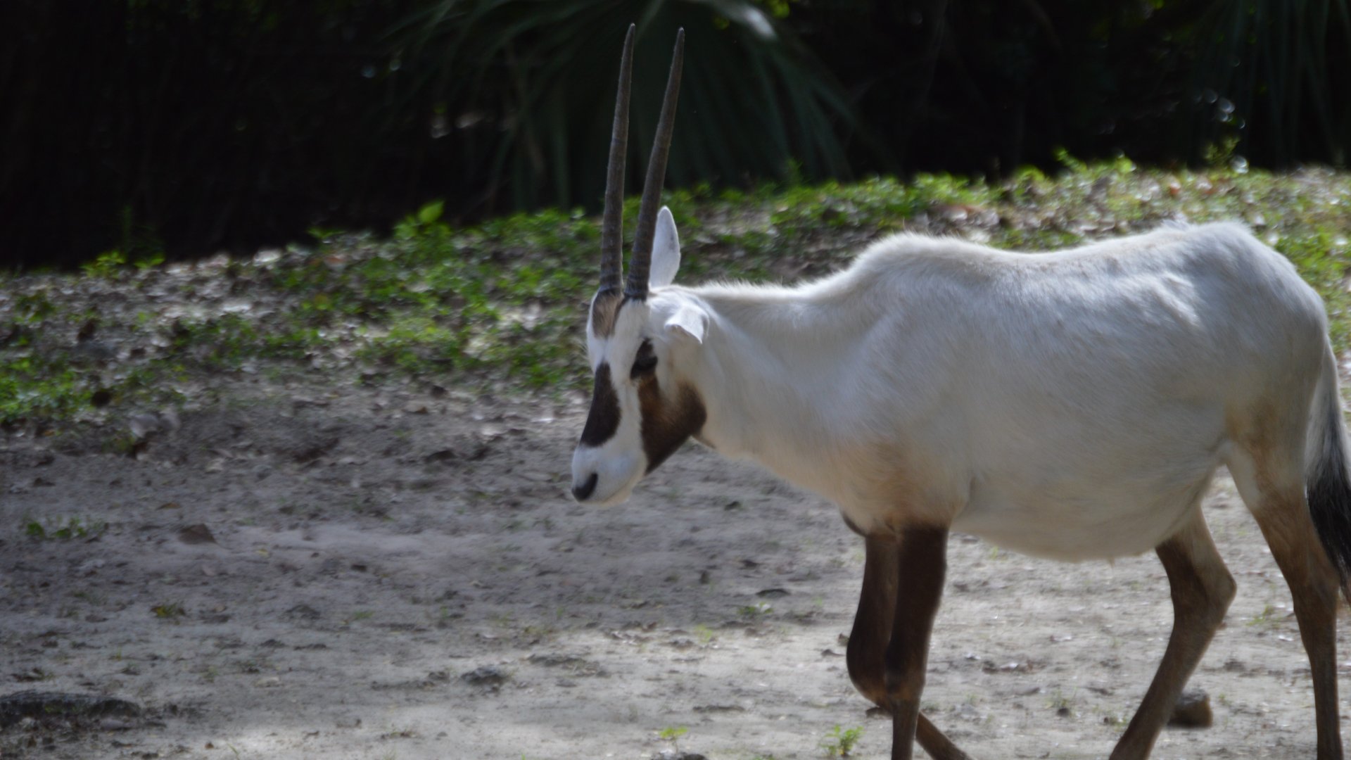 Oryx leucoryx