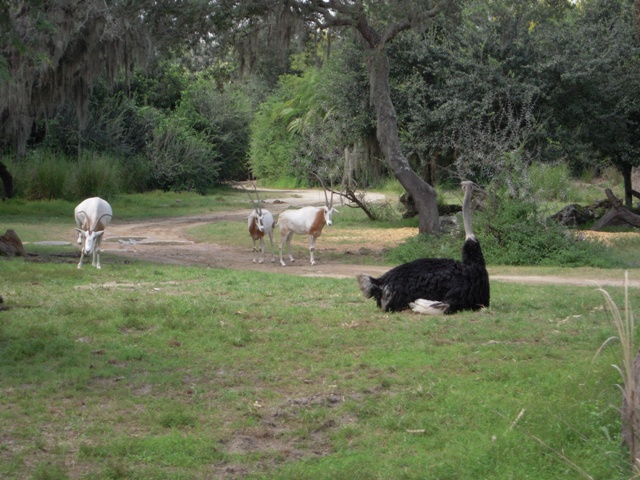 Oryx & Ostrich - Kilamanjaro Safari