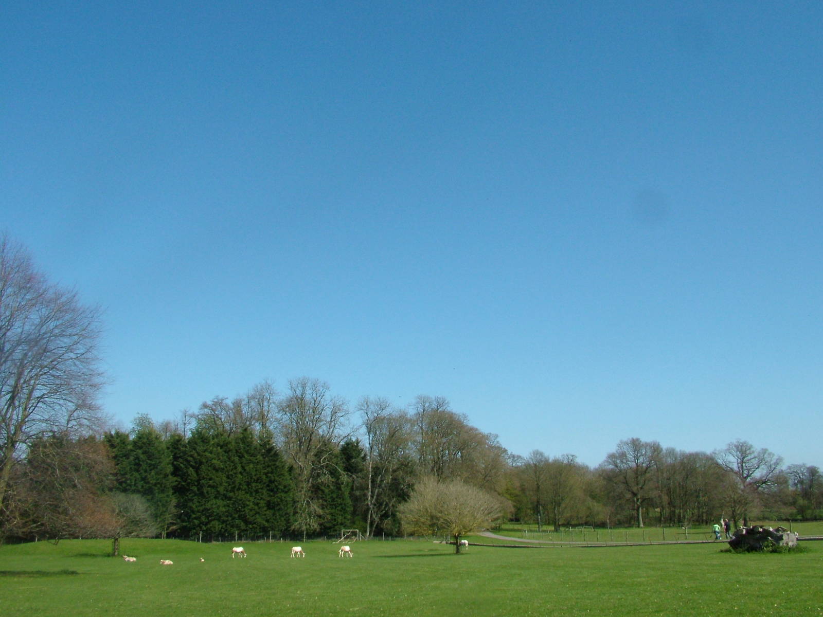 Oryx paddock at Cotswold WP 17/04/10