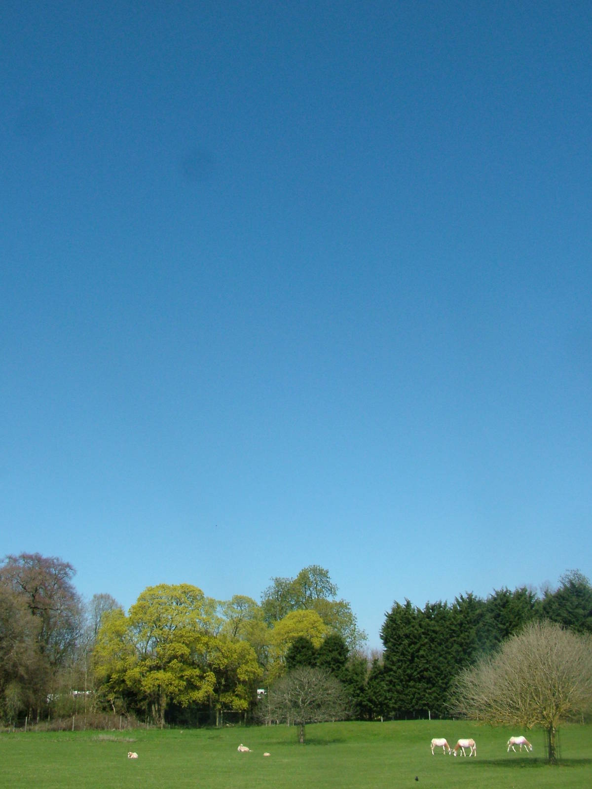 Oryx paddock at Cotswold WP 17/04/10