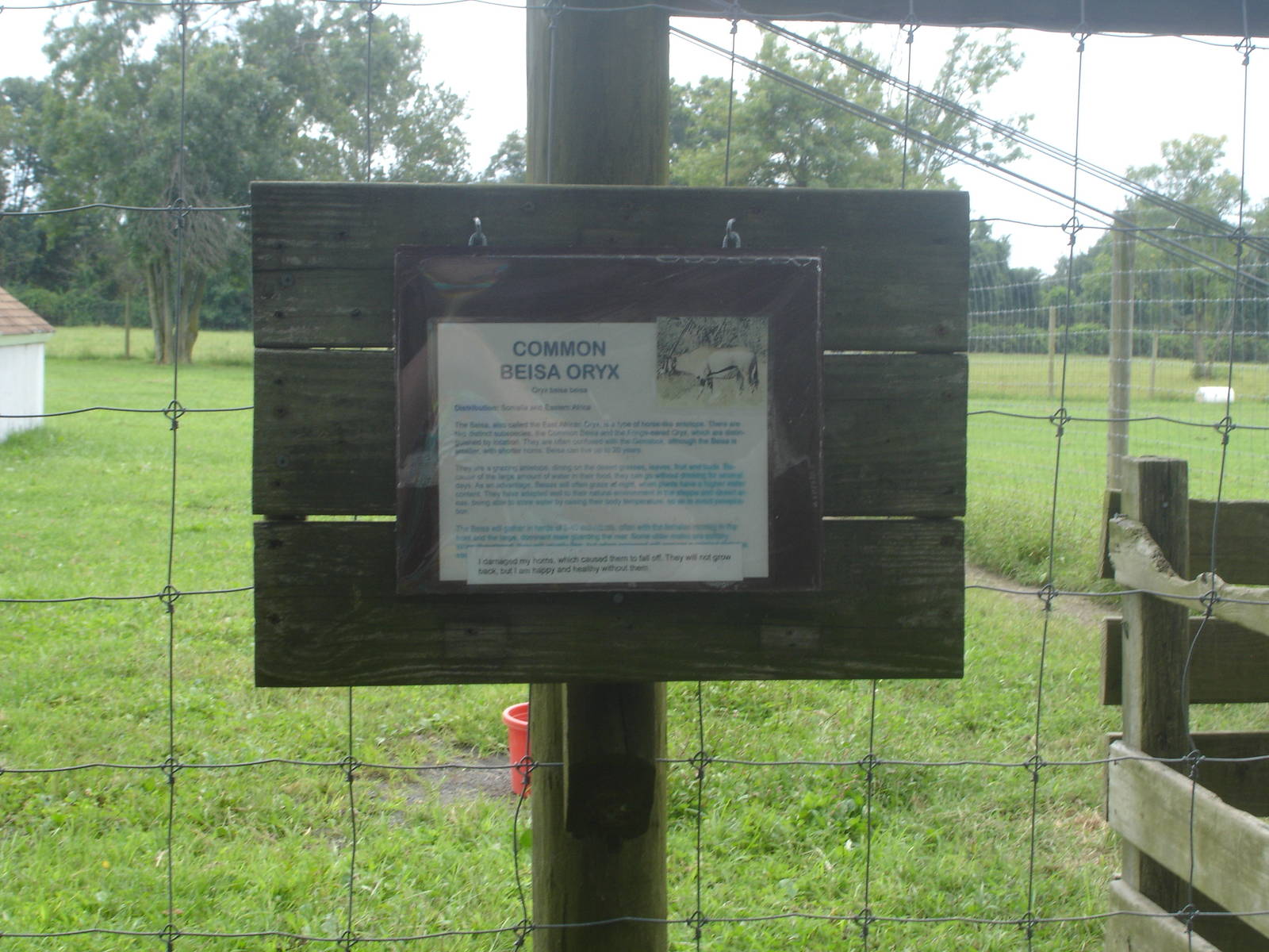 Oryx sign by the Addax