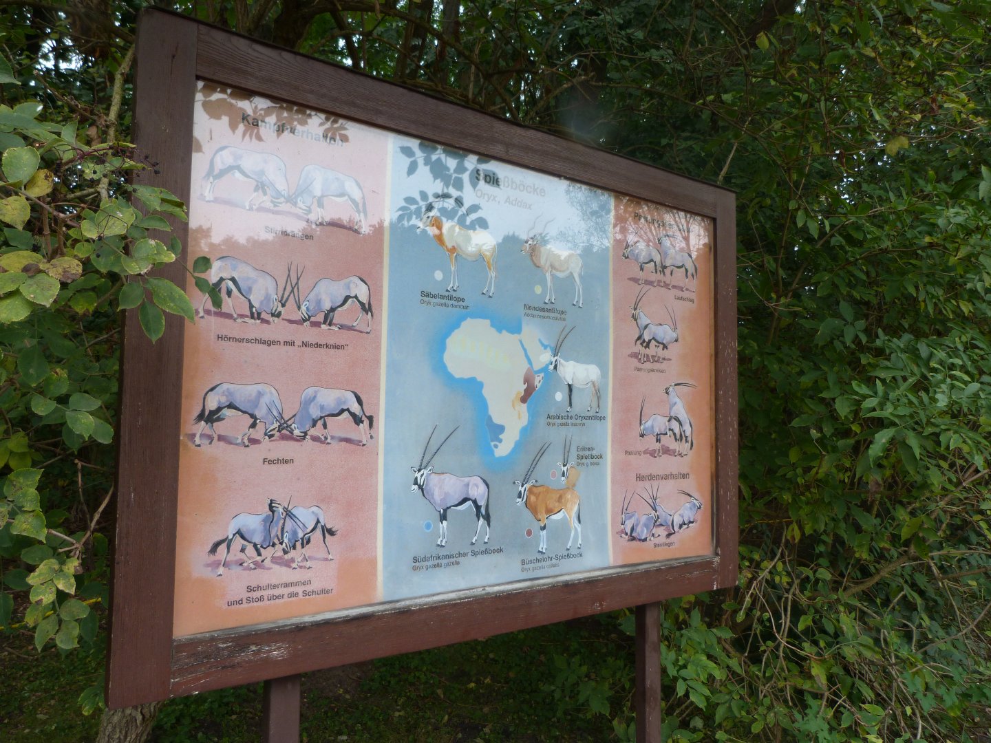 Oryx species sign -Tierpark Berlin (2024)