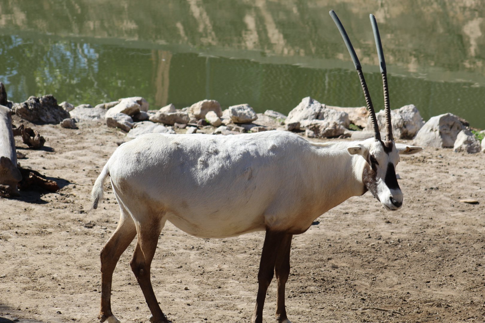 Oryx with Capped Horns