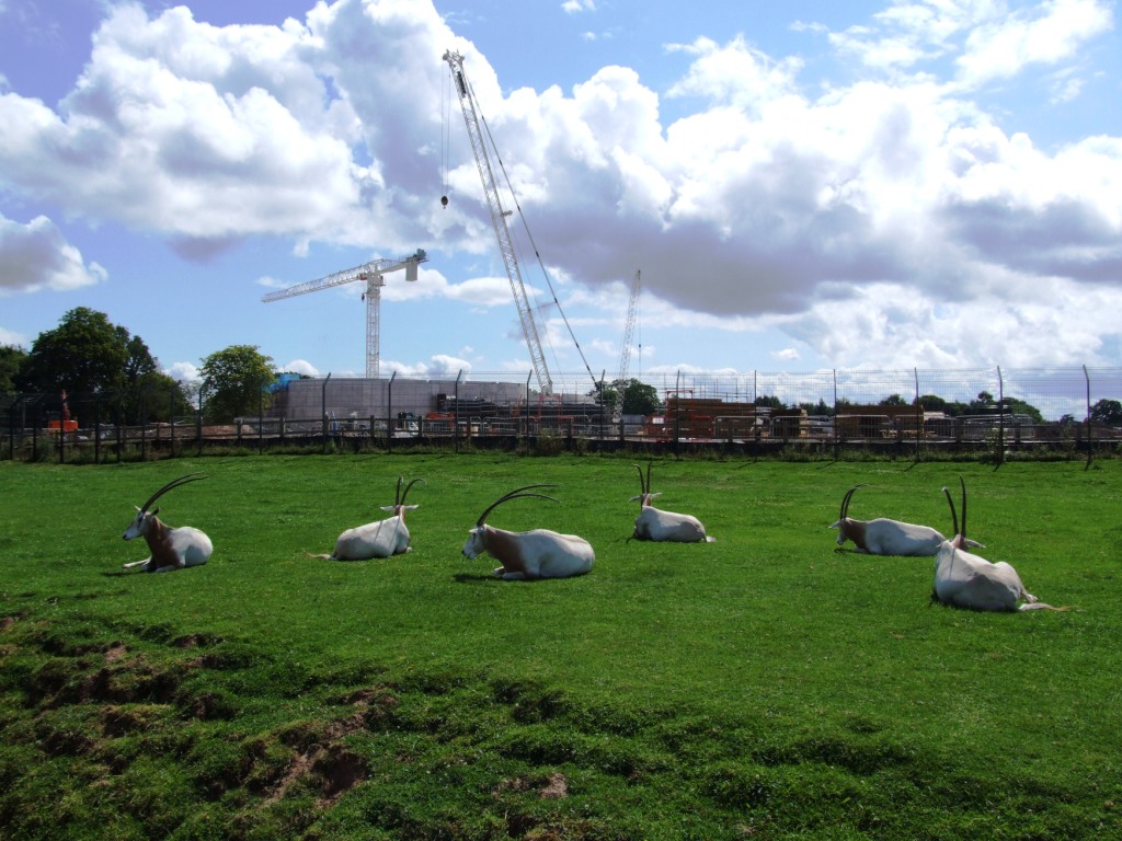 Oryx with Islands Construction at Chester, 27/07/14