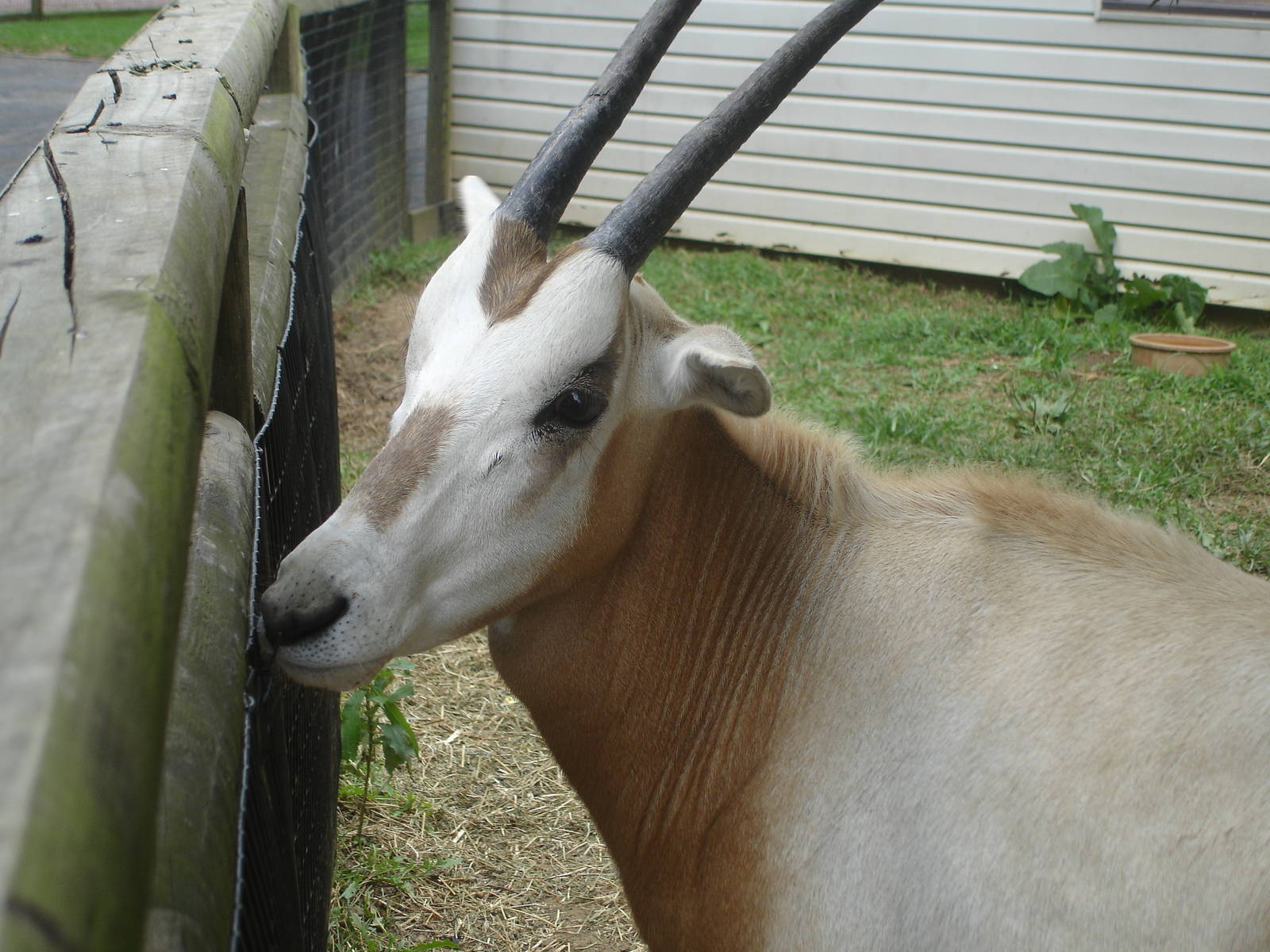 Oryx