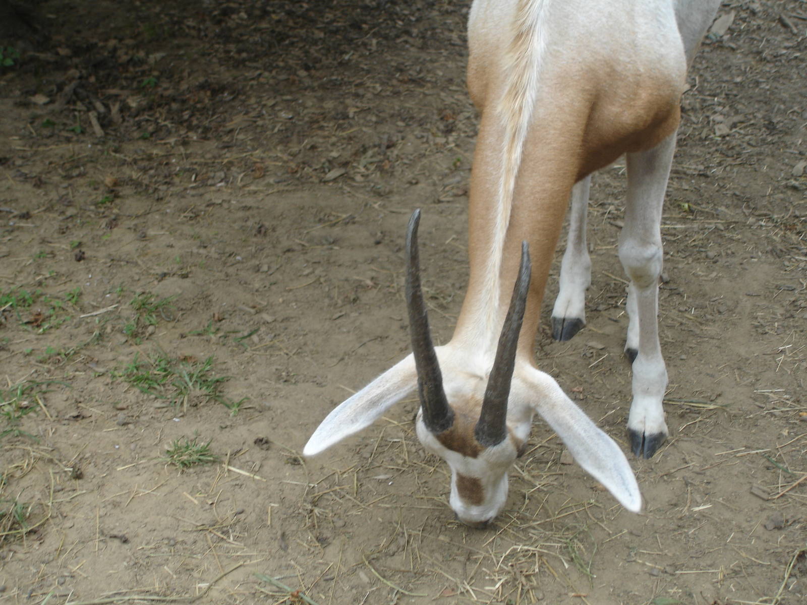 Oryx