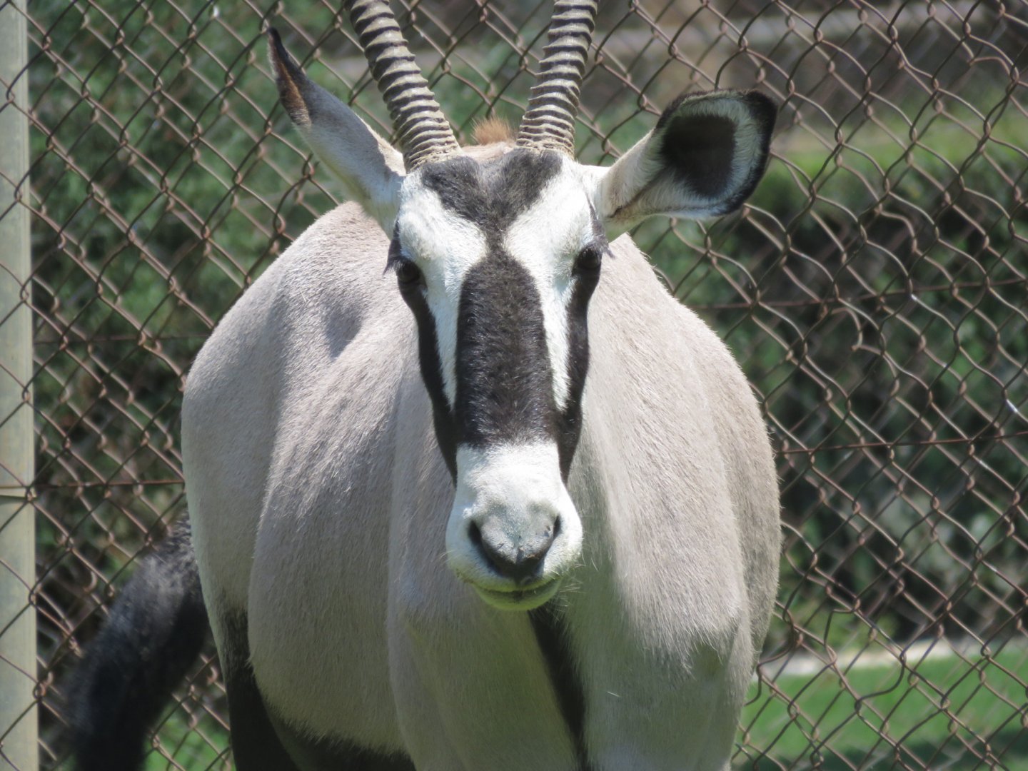 Oryx