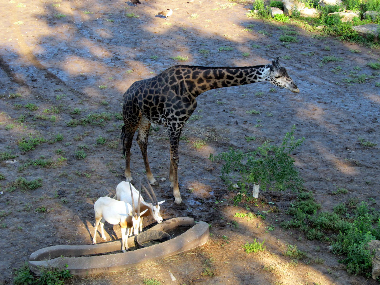 Oryxes and Giraffe