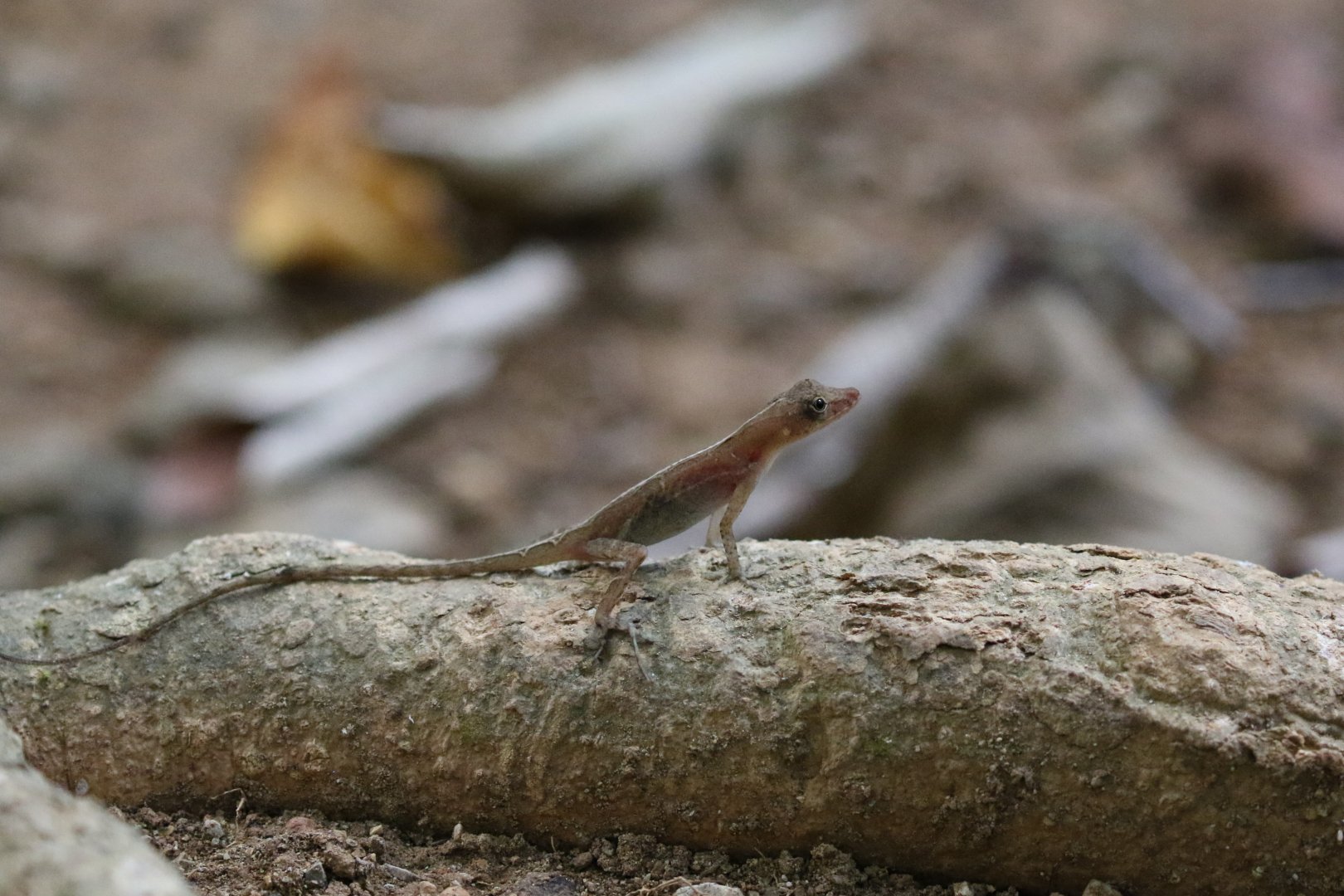 Osa Anole (possibly.....)
