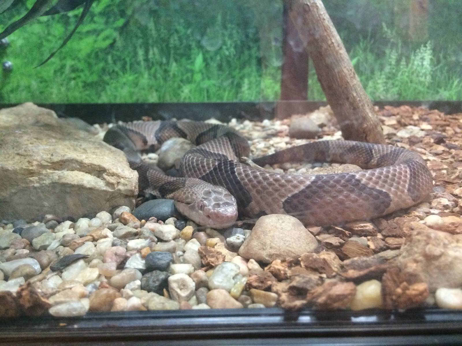 Osage Copperhead (Agkistrodon contortrix phaeogaster)