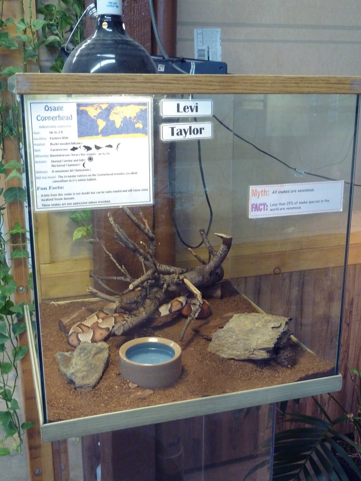 Osage Copperhead Exhibit