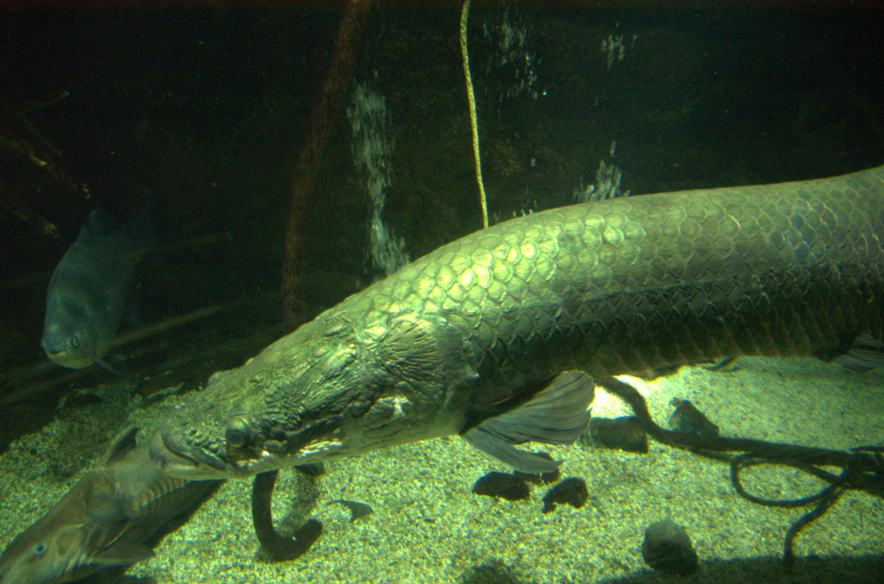 Osaka Aquarium 2017 - Arapaima (Arapaima sp.)
