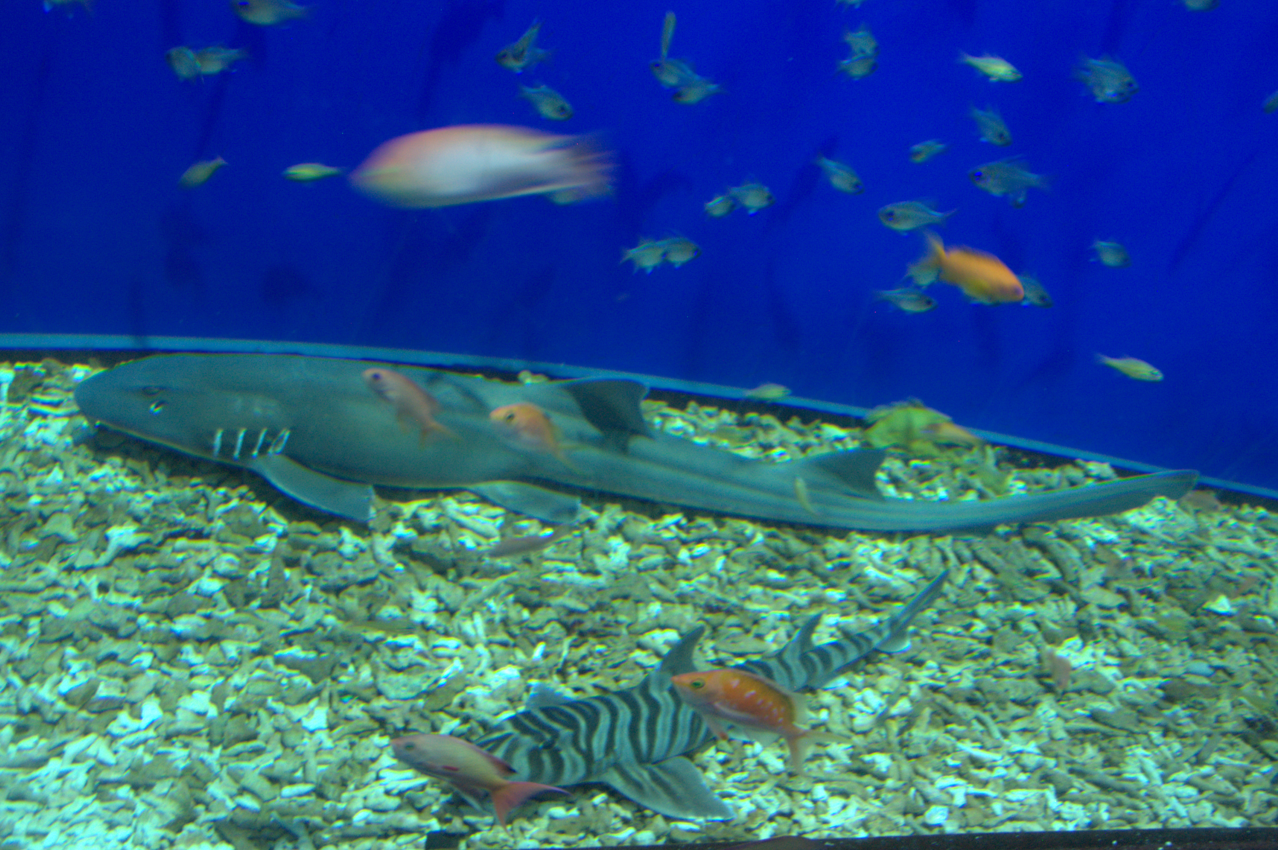 Osaka Aquarium 2017 - Chiloscyllium sp. and Zebra Bullhead Shark (Heterodontus zebra)