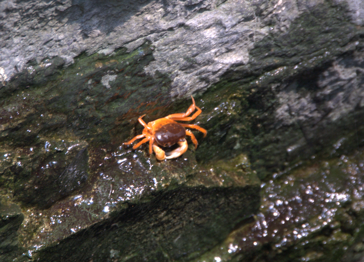 Osaka Aquarium 2017 - Japanese Freshwater Crab (Geothelphusa dehaani)