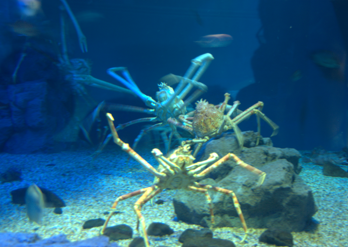 Osaka Aquarium 2017 - Japanese Spider Crab (Macrocheira kaempferi)