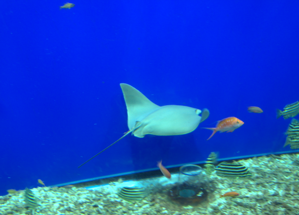 Osaka Aquarium 2017 - Javanese Cownose Ray (Rhinoptera javanica)