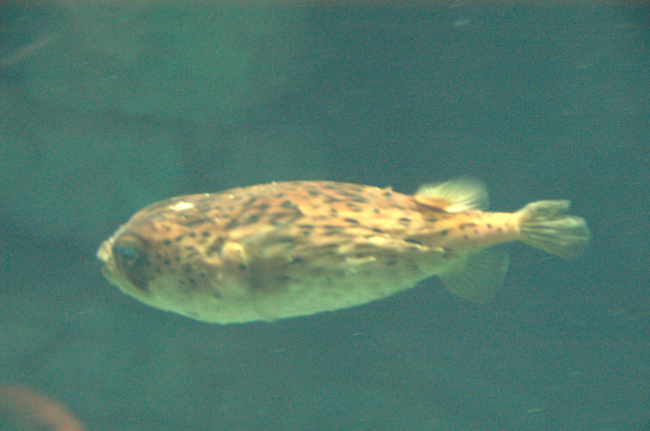 Osaka Aquarium 2017 - Longspine Porcupinefish (Diodon holocanthus)