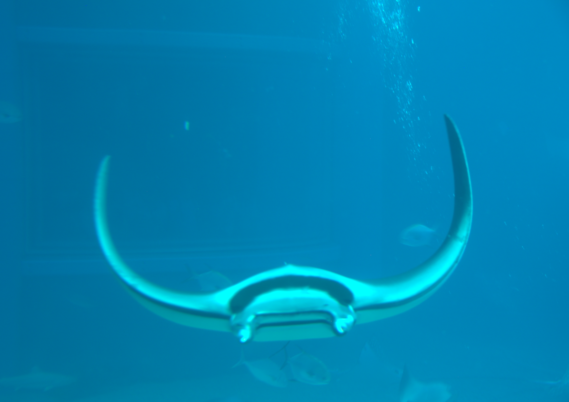 Osaka Aquarium 2017 - Spinetail Devilray (Mobula mobular)