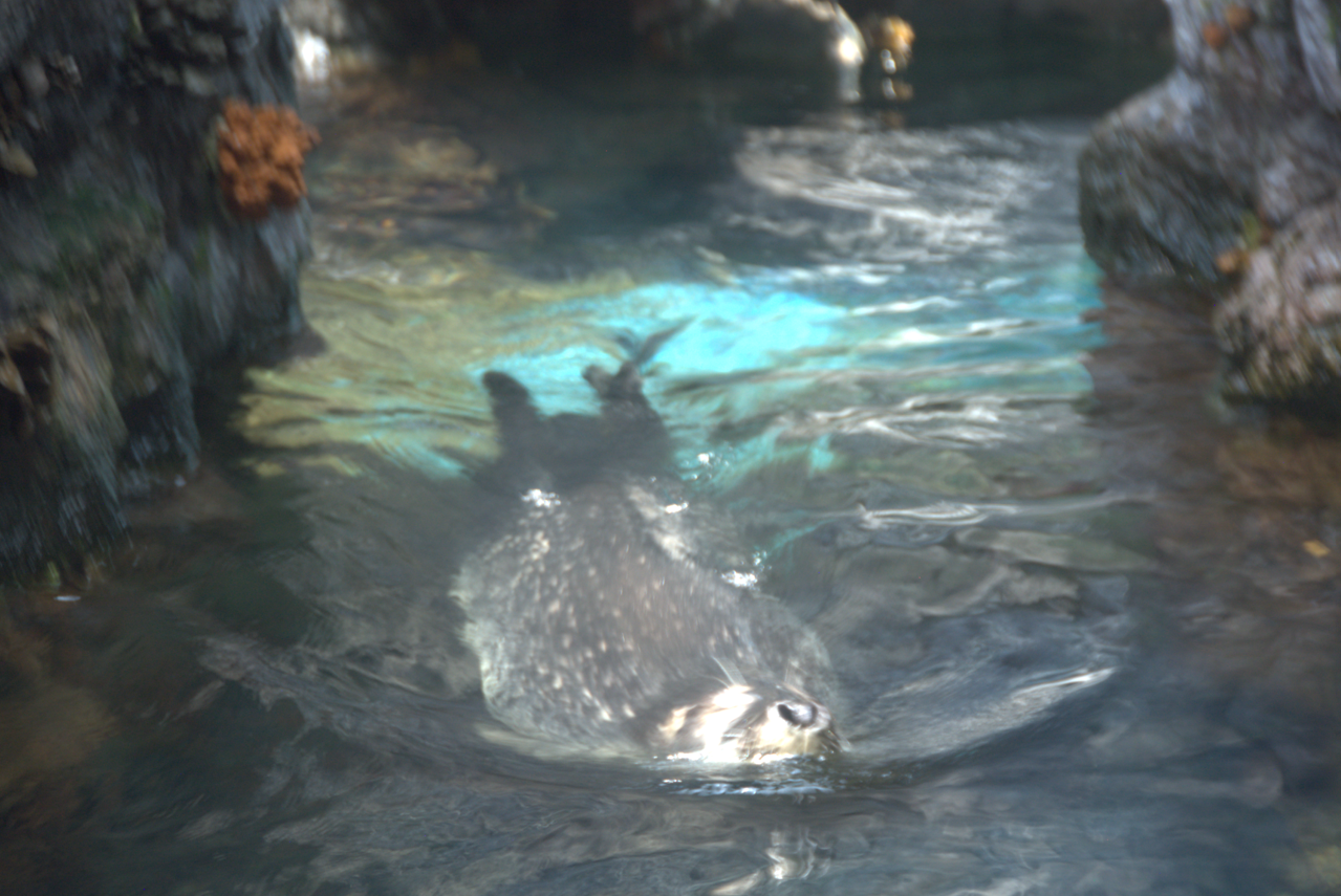 Osaka Aquarium 2017 - Spotted Seal (Phoca largha)