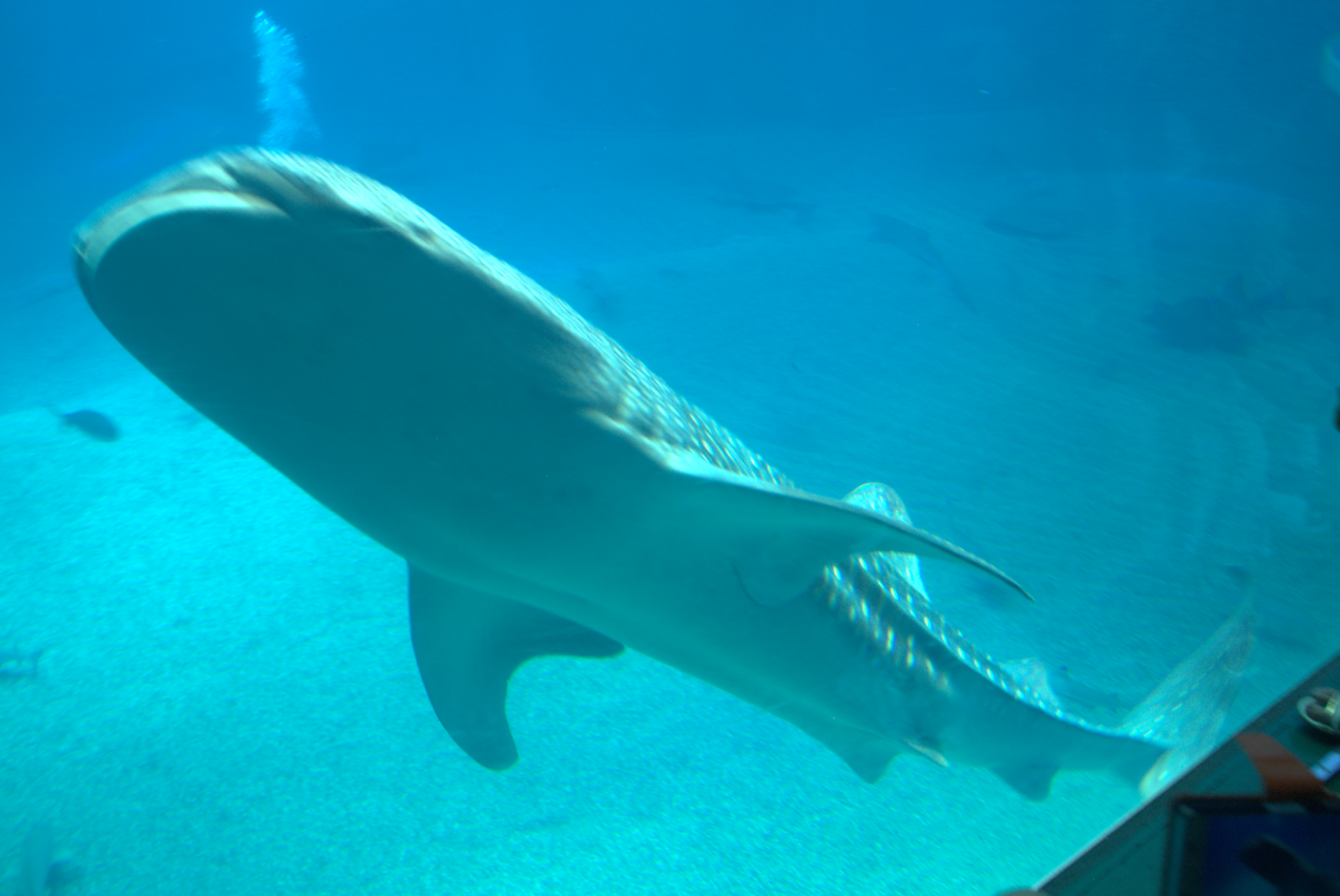 Osaka Aquarium 2017 - Whale Shark (Rhincodon typus)