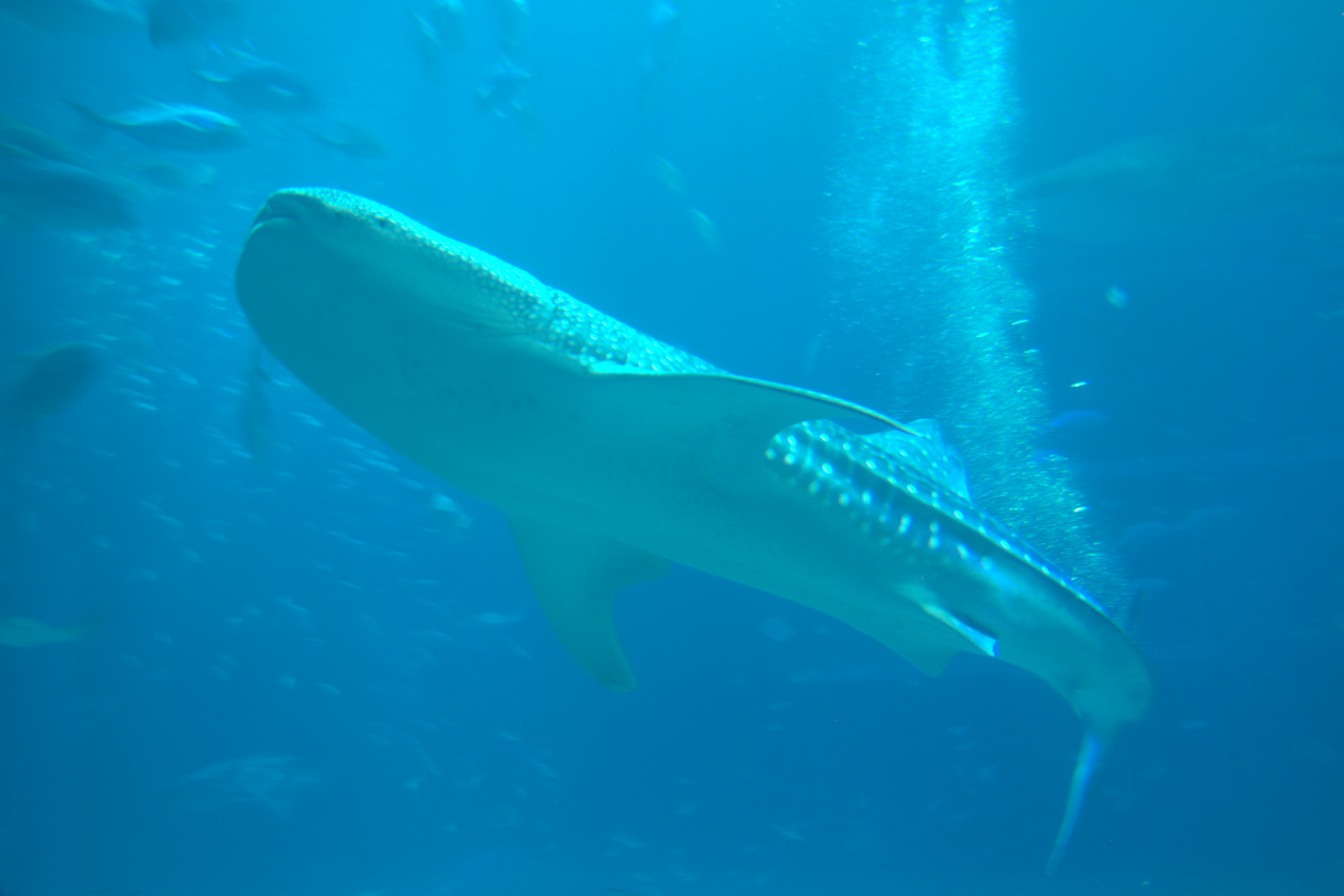 Osaka Aquarium 2017 - Whale Shark (Rhincodon typus)