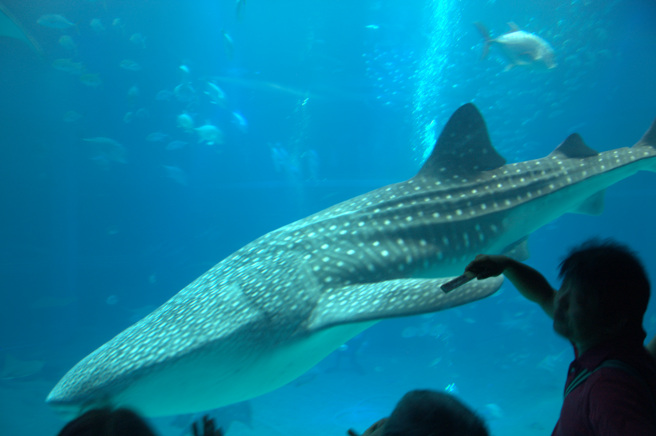 Osaka Aquarium 2017 - Whale Shark (Rhincodon typus)