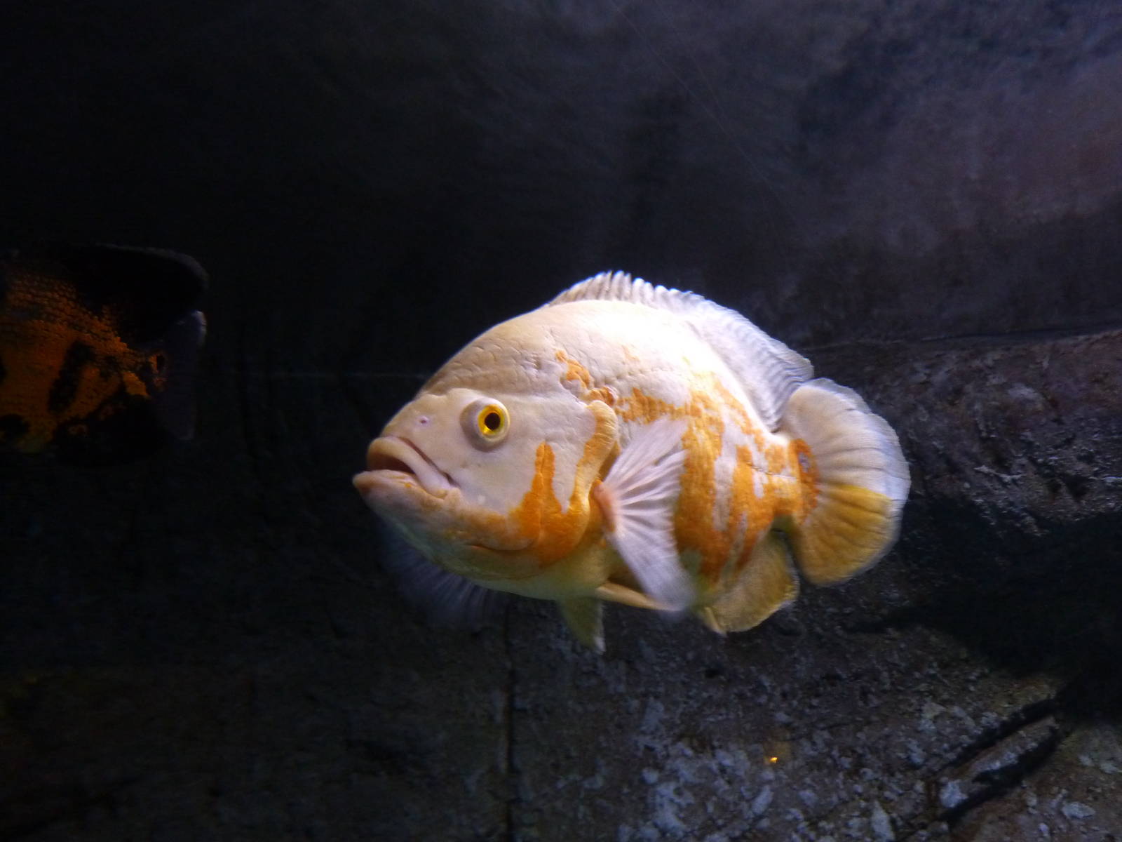 Oscar, 10th April 2012