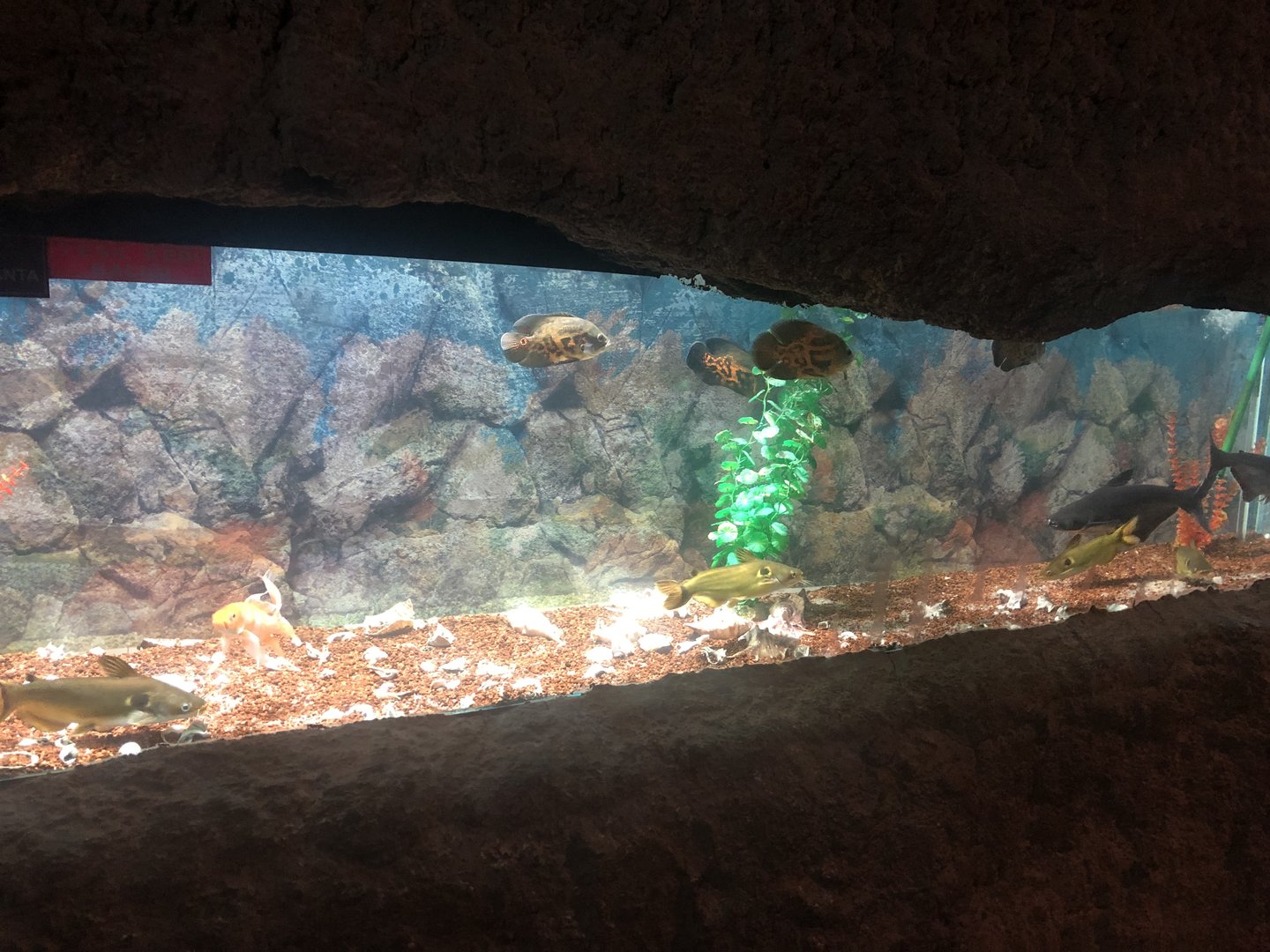 Oscar, and Sunshine (?) Catfish at the Ankara Domestic Animals Park