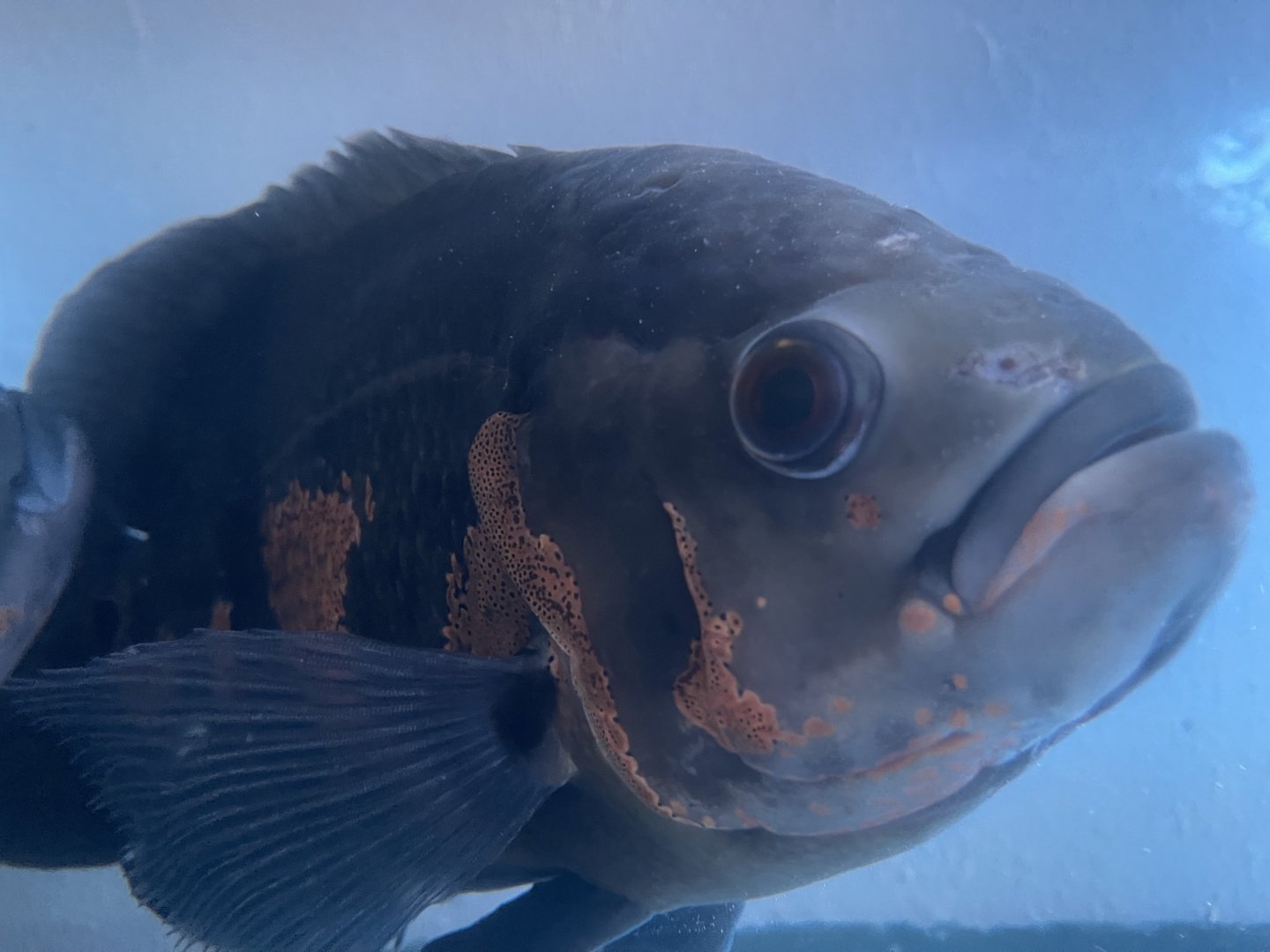 oscar (astronotus ocellatus) (1)
