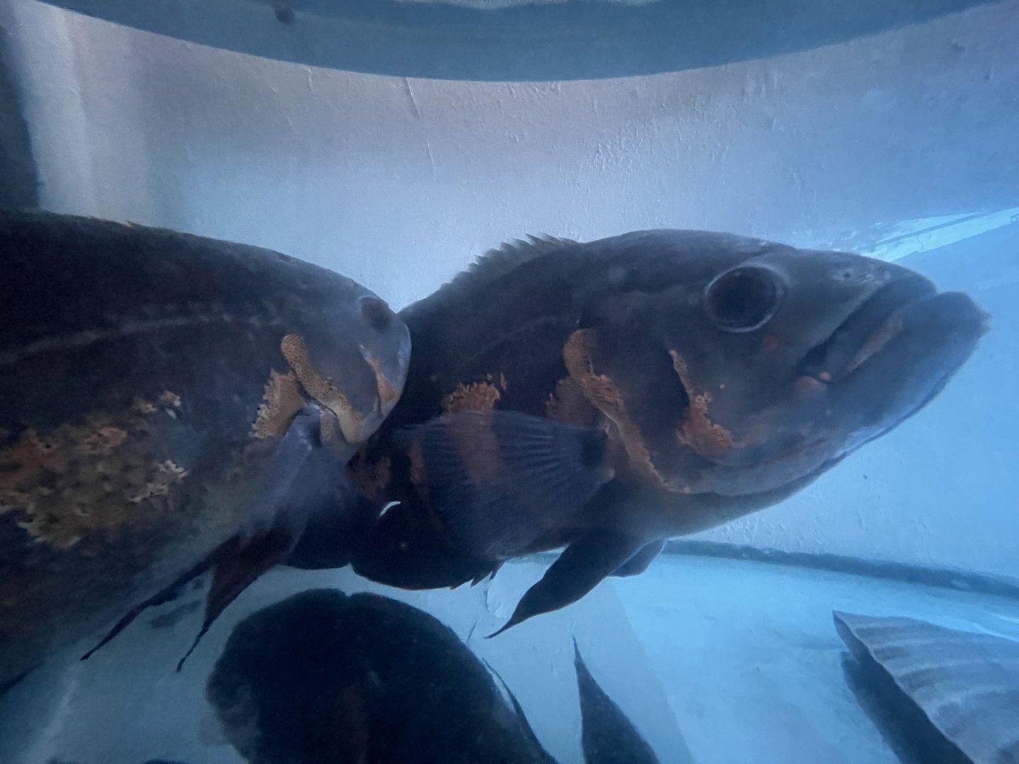 oscar (astronotus ocellatus) (2)