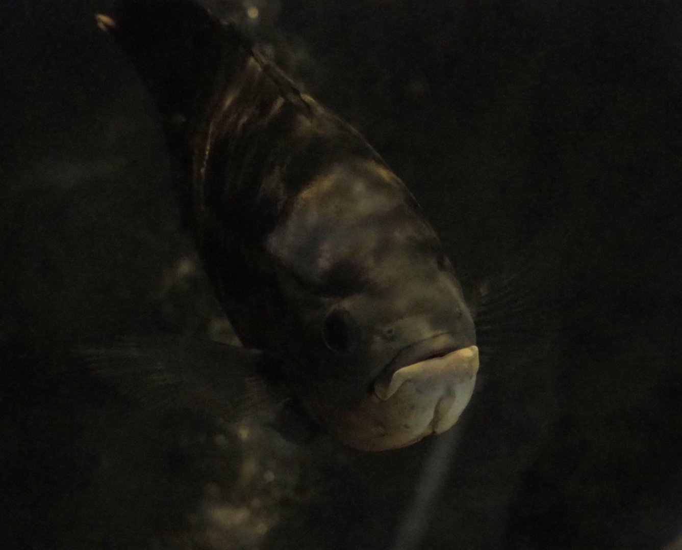 Oscar (Astronotus ocellatus), 2019-04-06
