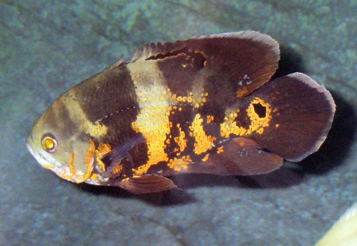 Oscar (Astronotus ocellatus)