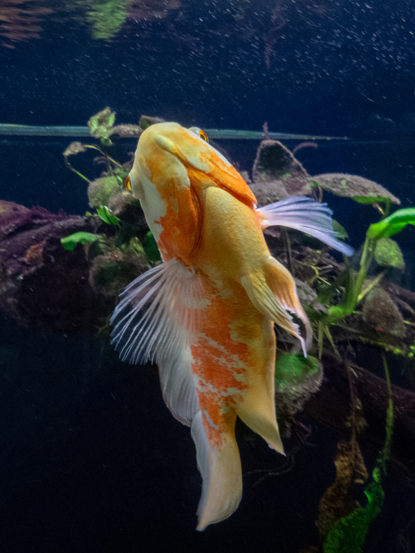 Oscar / Astronotus ocellatus