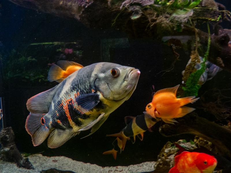 Oscar / Astronotus ocellatus