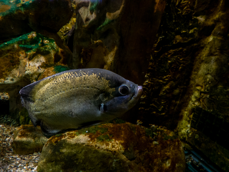 oscar (Astronotus ocellatus)