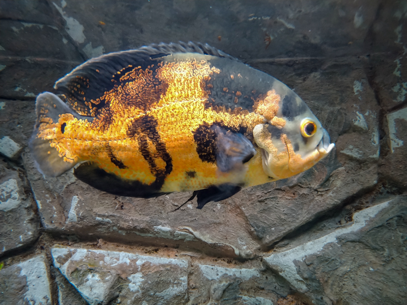 oscar (Astronotus ocellatus)