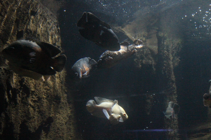 Oscar (Astronotus ocellatus)