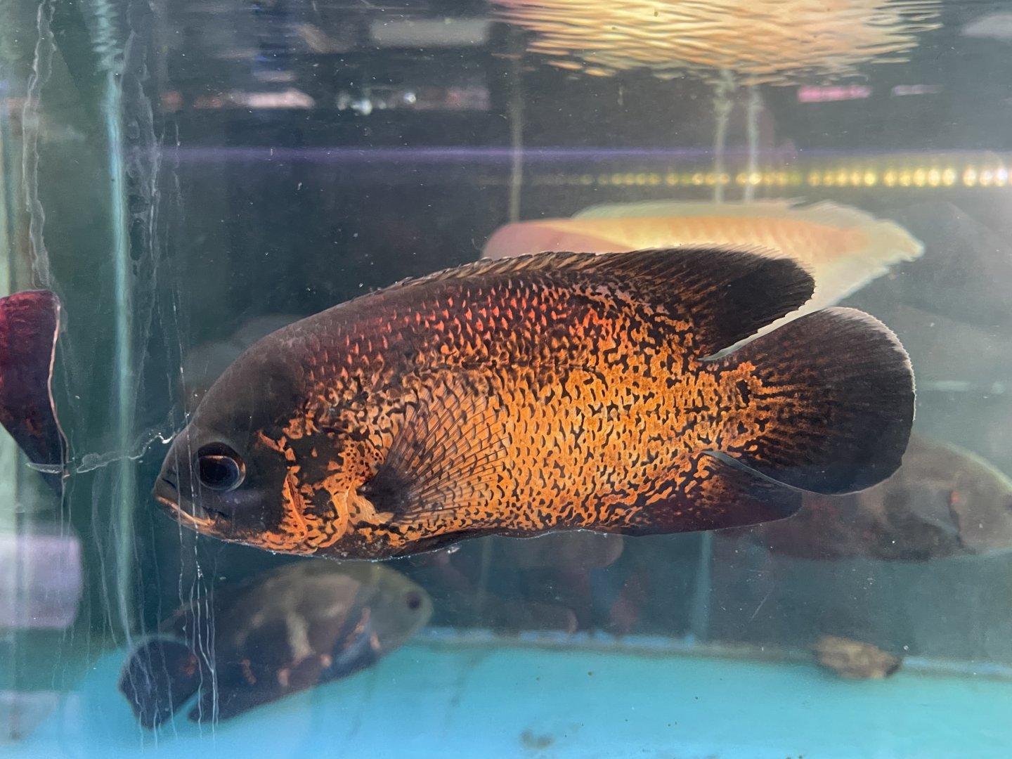 oscar (astronotus ocellatus)