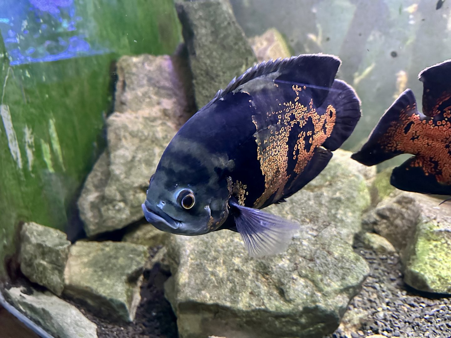 Oscar cichlid (Astronotus ocellatus)