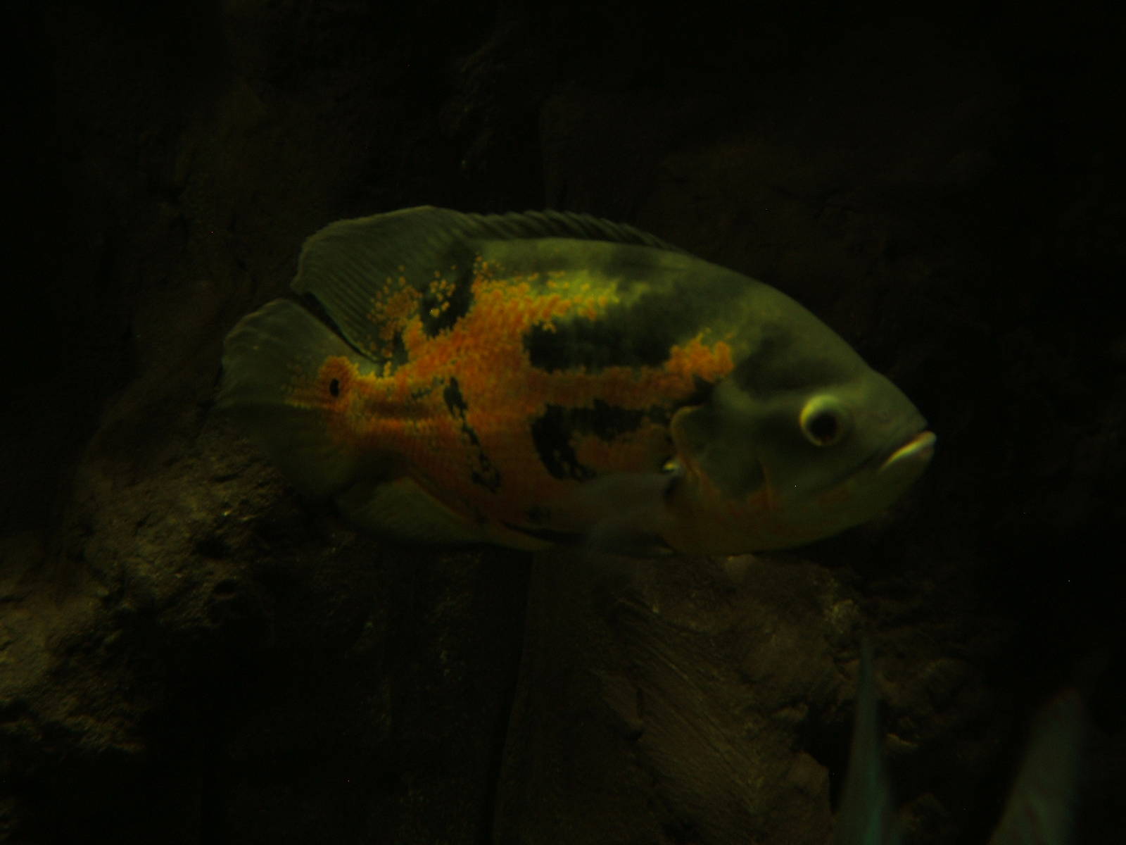 Oscar Cichlid