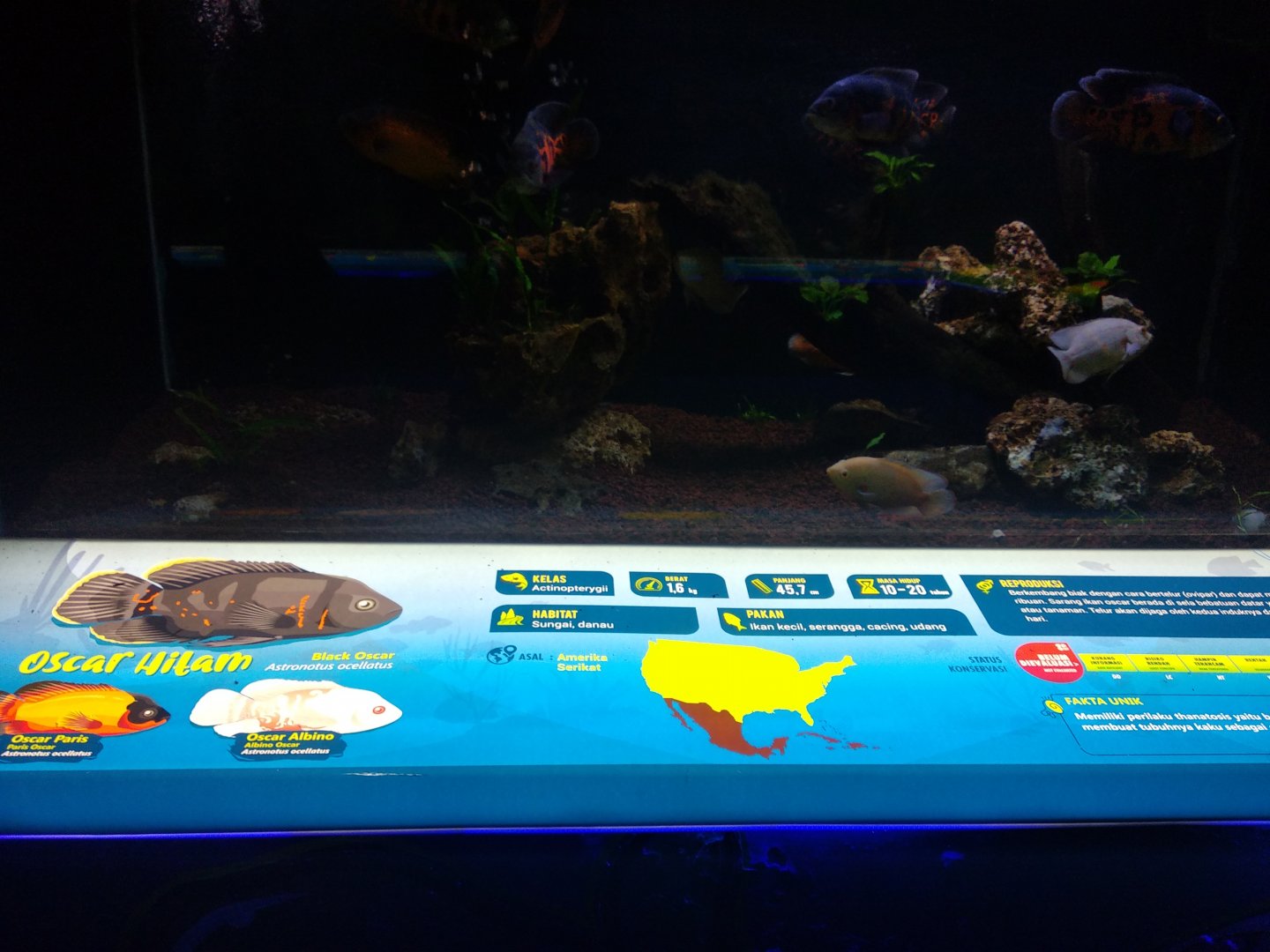 Oscar information panel