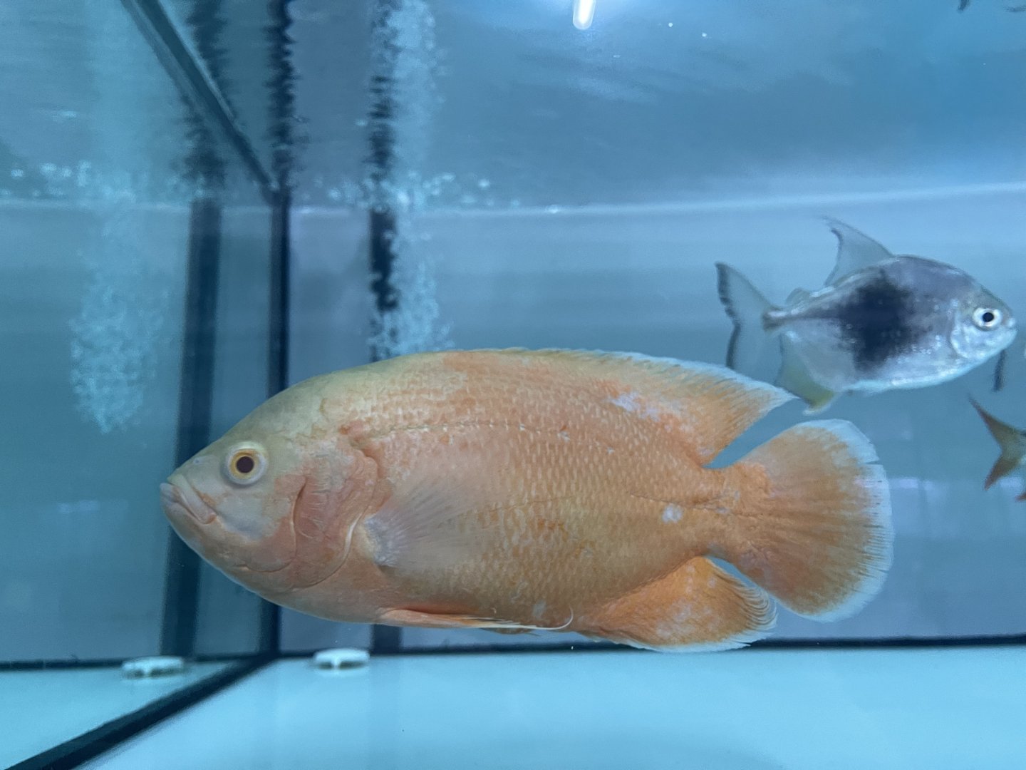 oscar (lemon morph) (astronotus ocellatus)