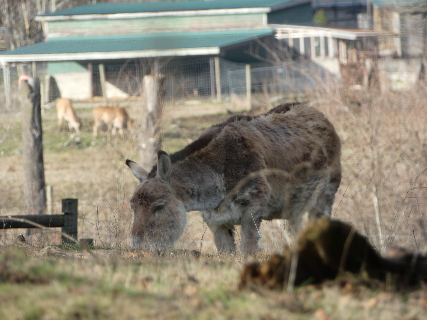 Oscar (Persian onager)