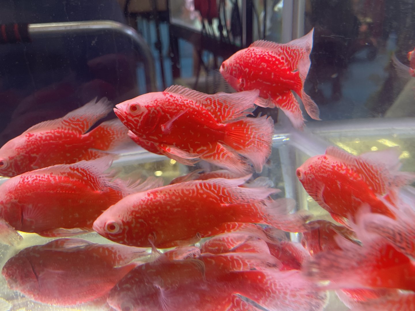 oscar (red chili morph) (astronotus ocellatus)