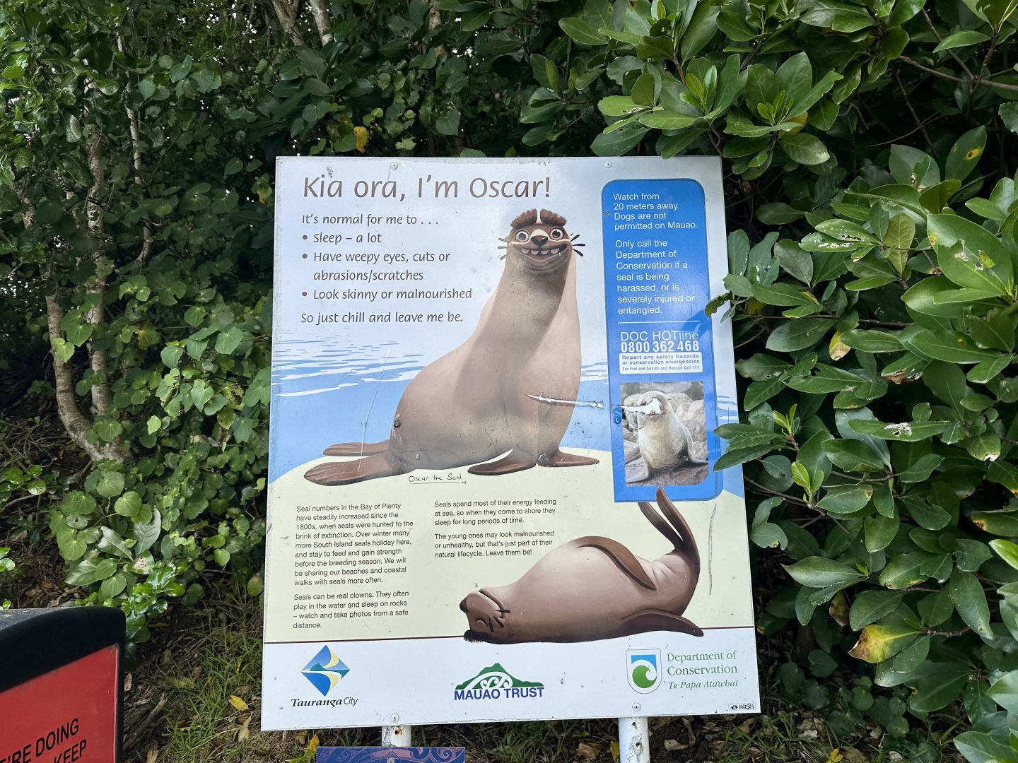 Oscar the Fur Seal Signage (Mount Maunganui)