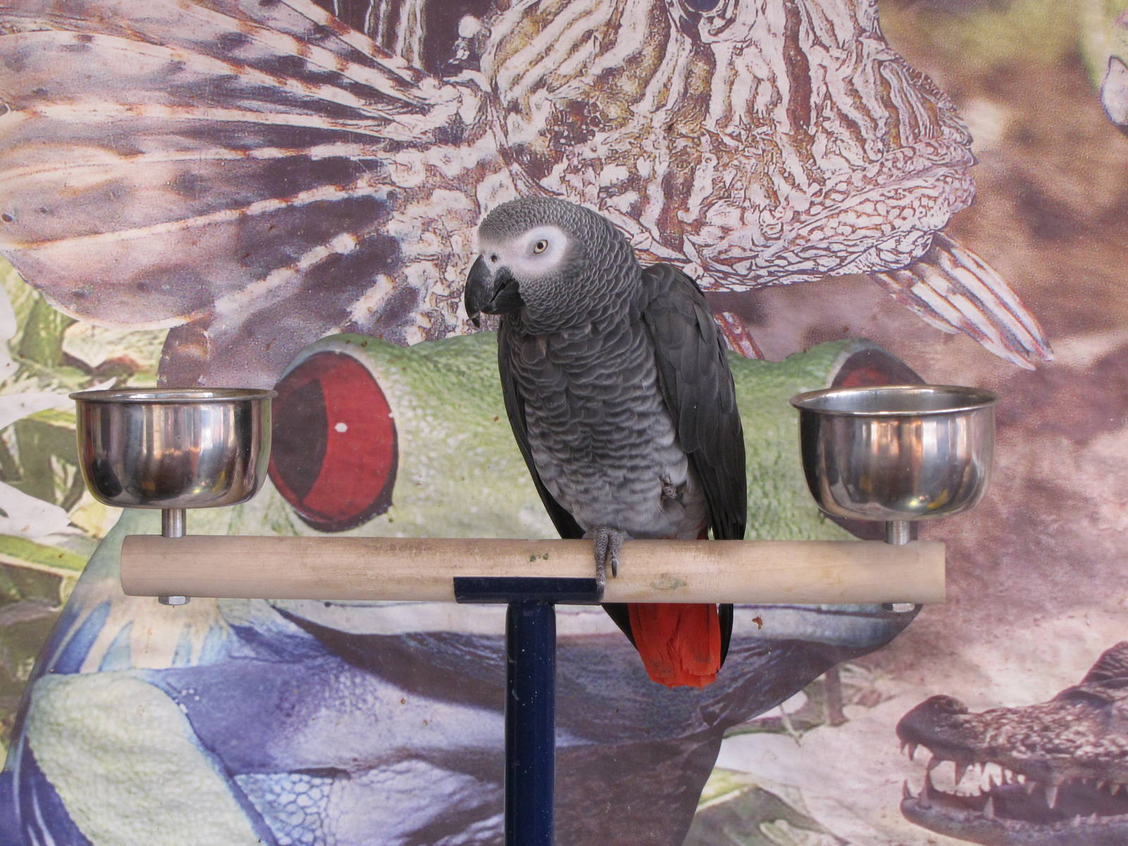 Oscar the grey parrot