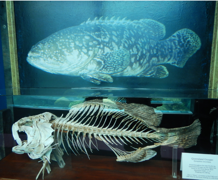 Oscar the Queensland Grouper